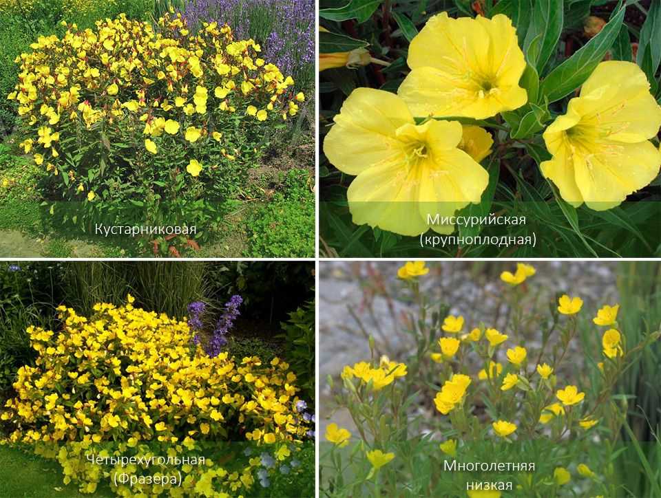 Энотера цветок. описание, особенности, виды и уход за энотерой