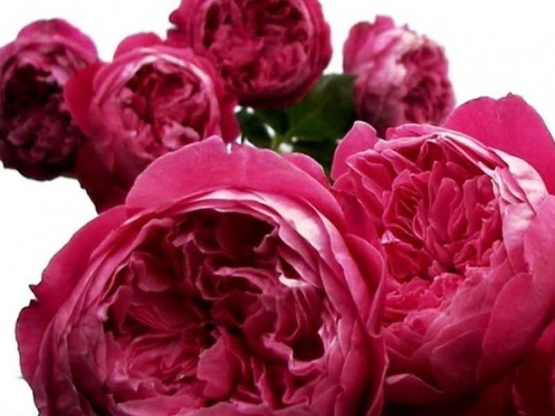 Роза пиано, фото, описание и отзывы сортакомнатные цветы и растения, уход за ними в домашних условиях