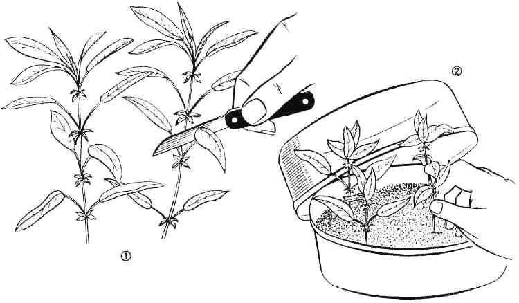 Размножение барбариса черенками, семенами, отводками: когда и как?