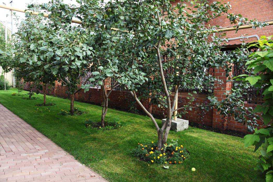 Что посадить под яблоней ? в саду: рекомендации, описание, фото | qlumba.com