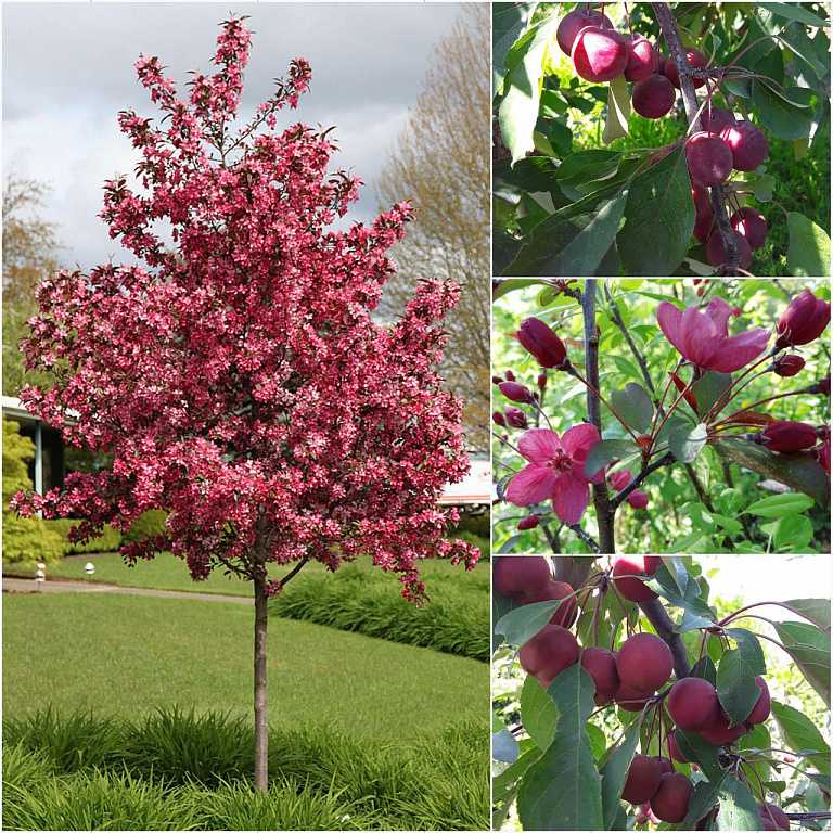Сорта декоративных яблонь: виды с розовыми цветами, с красными листьями и цветами, со съедобными плодами, их фото и применение в ландшафтном дизайне, а также что такое японская яблоня