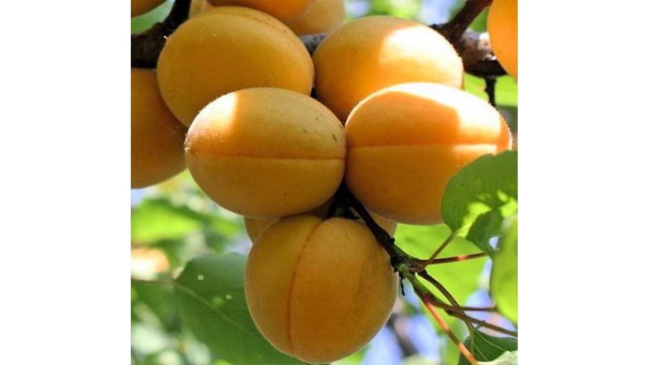 15 лучших сортов абрикосов для подмосковья