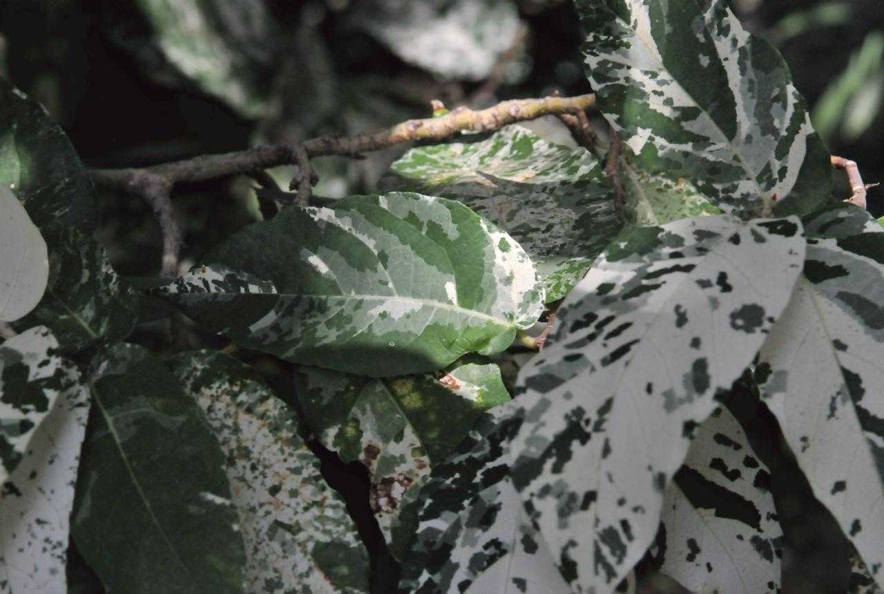 Почему у каланхоэ желтеют, сохнут и вянут листья — основные болезни и вредители суккулента Нарушение условий содержания и ухода за растением, к чему может привести Как реанимировать каланхоэ, домашняя терапия