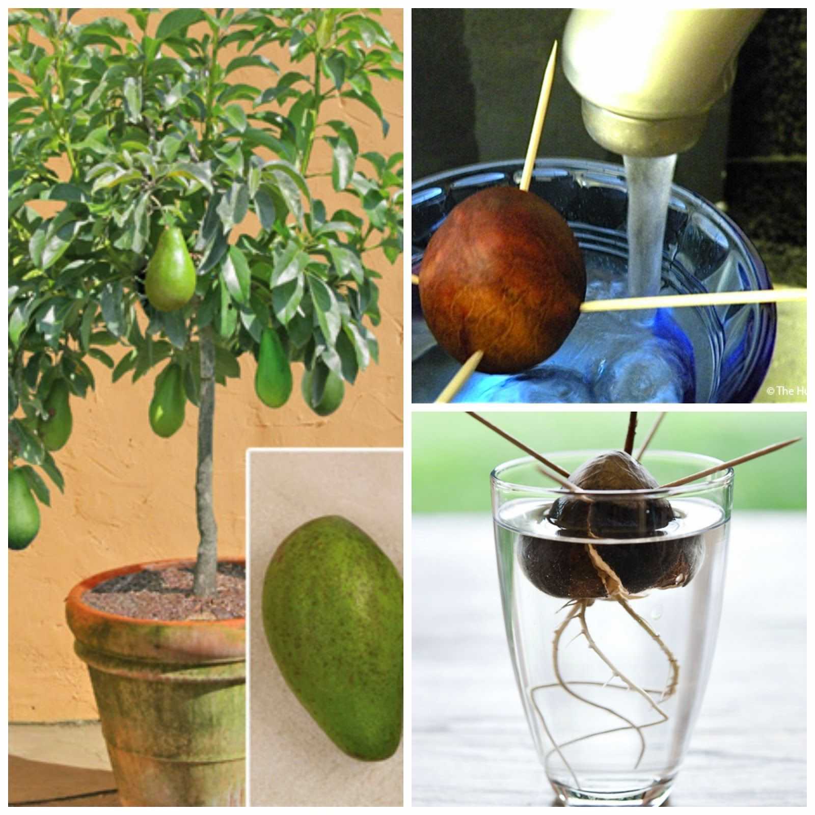 О уходе и выращивании растения авокадо в домашних условиях: полив и прищипывание