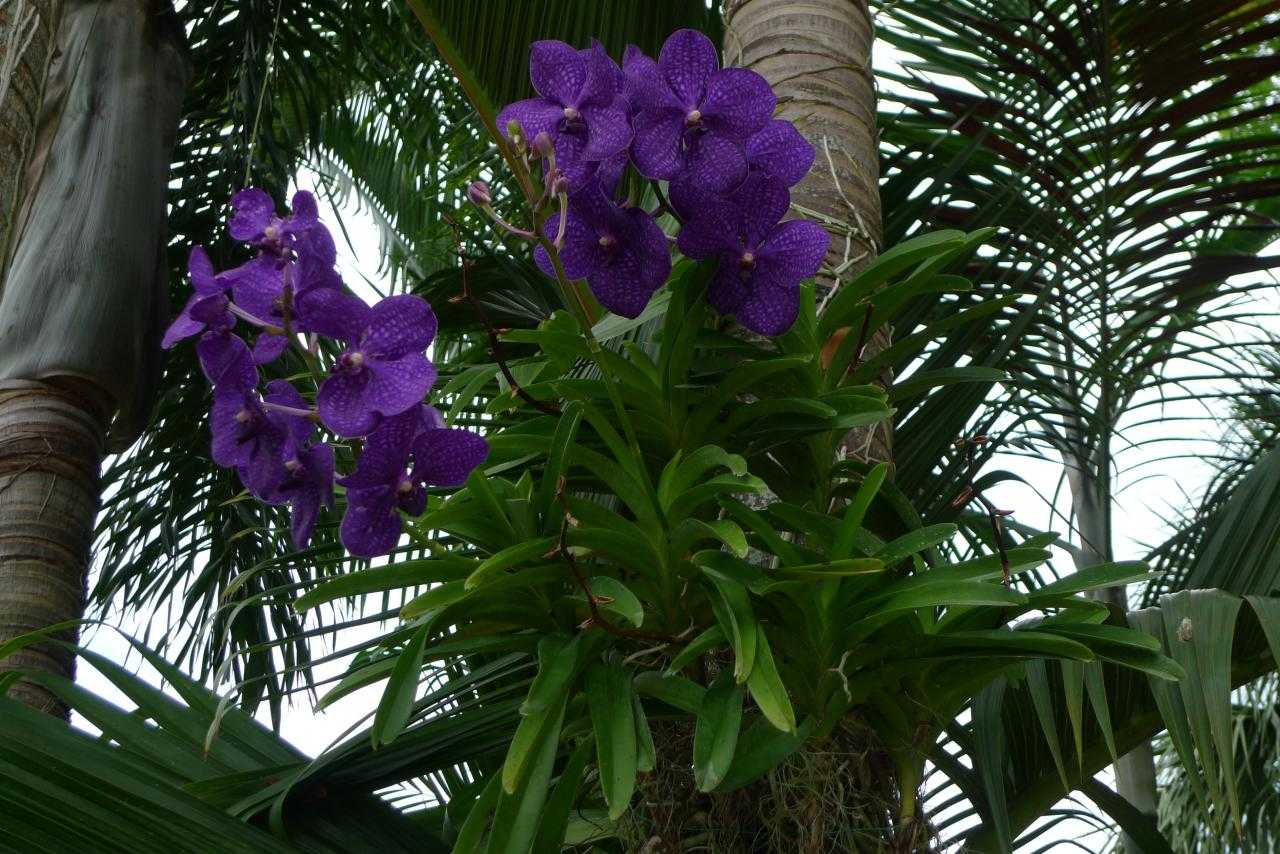 Дикие орхидеи: история и условия произрастания