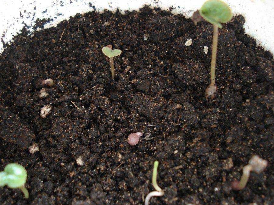 Как вырастить цикламен из семян в домашних условиях: пошаговое видео