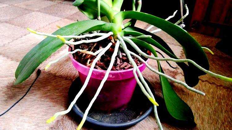 Воздушные корни у орхидеи: что делать, если сохнут, можно ли обрезать