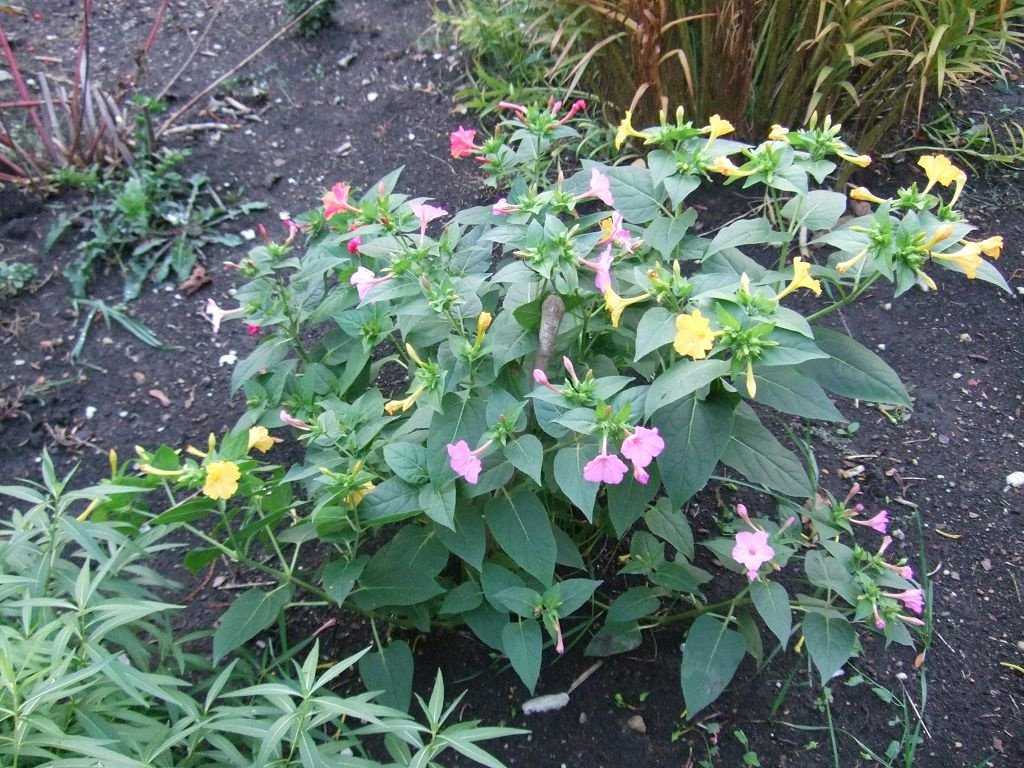 Мирабилис цветок (ночная красавица) — размножение растения