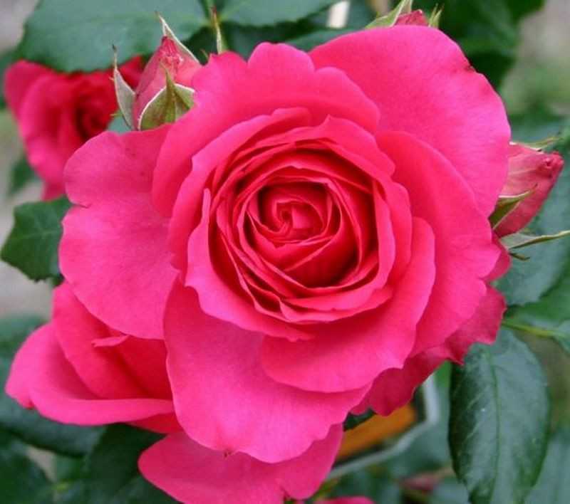 Выращивание плетистых роз – от посадки до обрезки