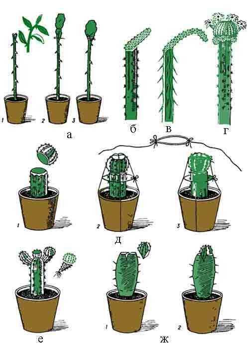 Как вырастить отросток кактуса без корней