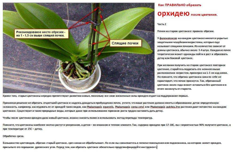 Орхидея фаленопсис: как ухаживать за орхидеей в домашних условиях | вести