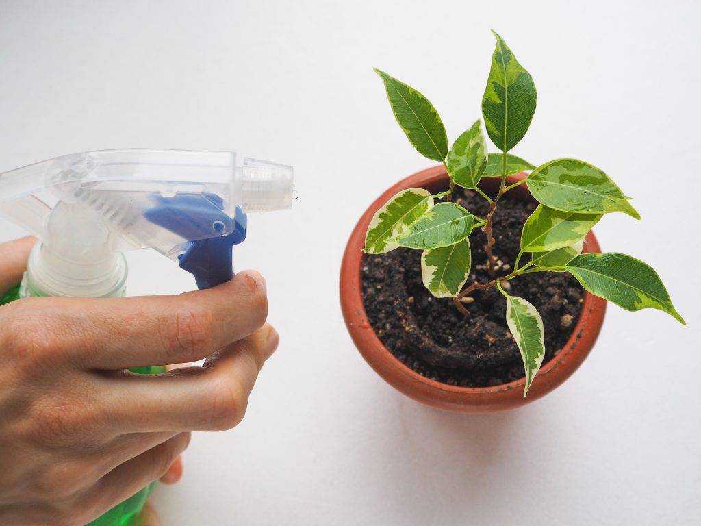 Как посадить фикус отростком, листом ,семенами, а также советы по укоренению растения selo.guru — интернет портал о сельском хозяйстве