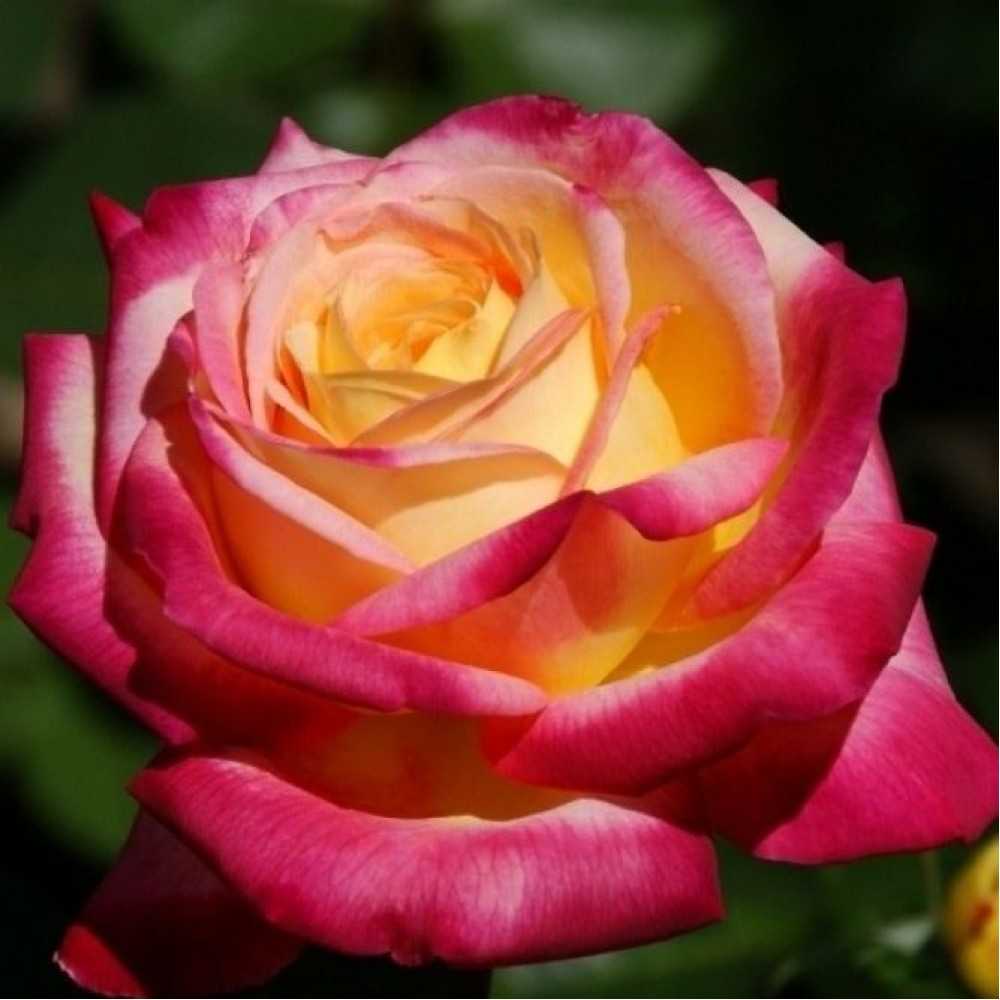 Роза Восточный экспресс Pullman Orient Express — описание, преимущества и недостатки цветка в сравнении с другими сортами Агротехника чайно-гибридной розы, особенности ухода, как правильно формировать куст Цветение растения