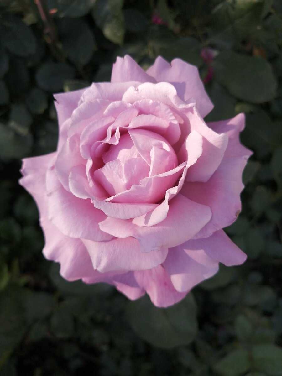 Роза голубой нил: описание, особенности цветения, рекомендации по уходу, размножению и борьбе с вредителями, а также фото растениядача эксперт