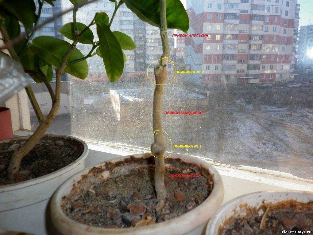 Как вырастить дерево мандарина из косточки в домашних условиях