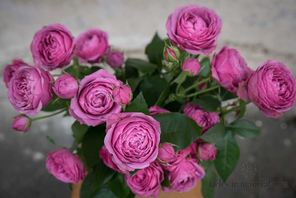 Посадка пионовидной кустовой спрей-розы мисти баблс: как ухаживать за цветком