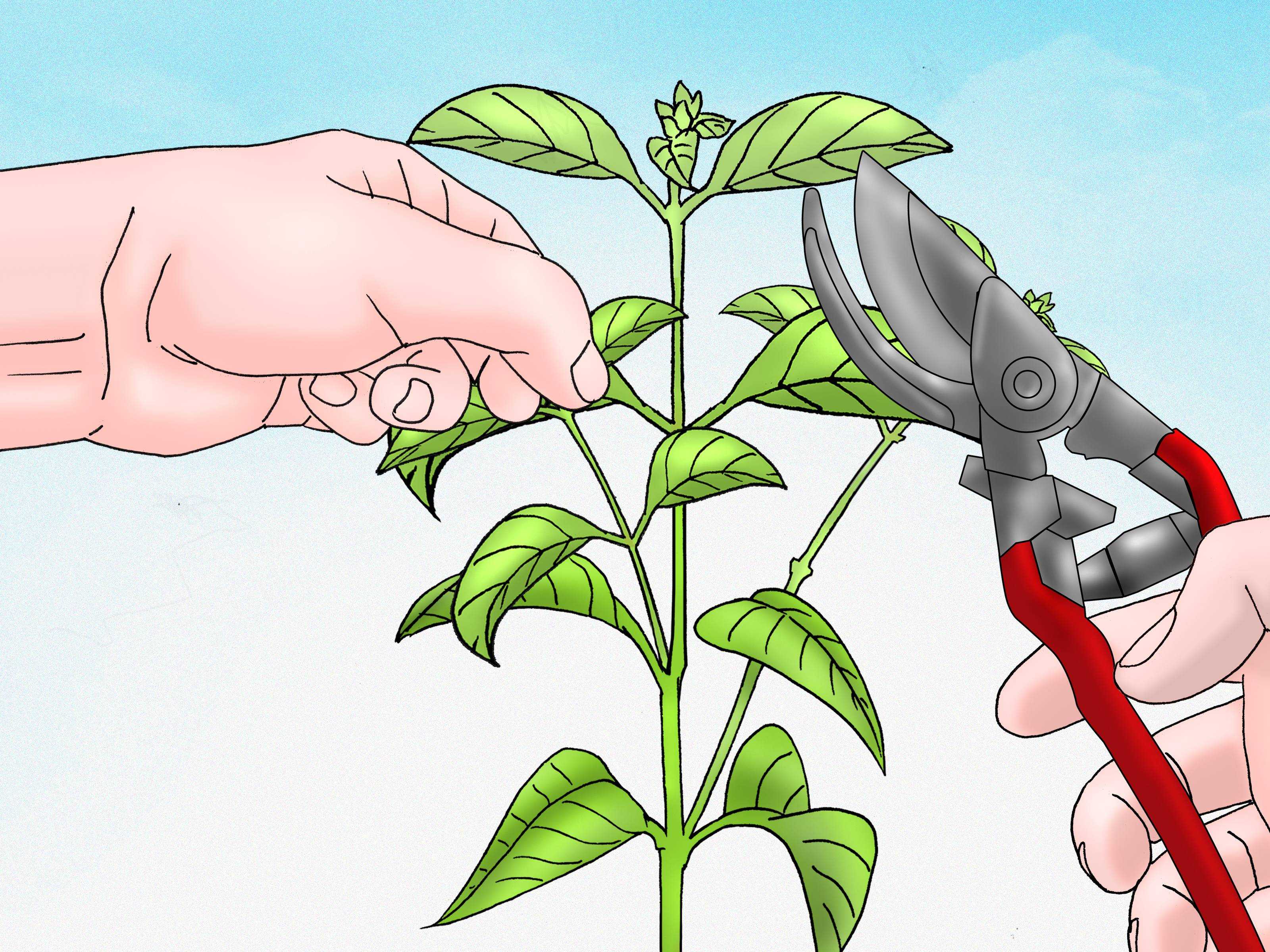 Что значит прищипывание: правила прищипывания растений