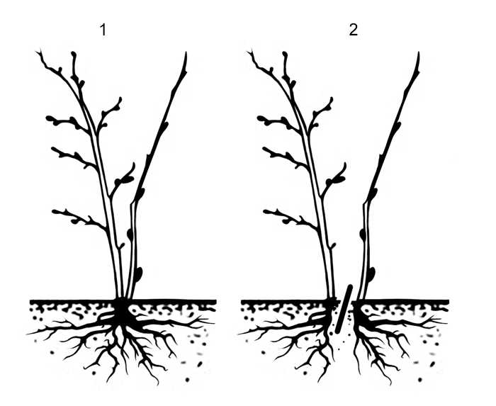 Как размножить лапчатку в открытом грунте: черенкование, отводки, деление куста