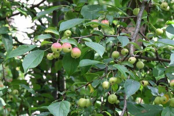 Яблоня ягодная: особенности сорта и ухода