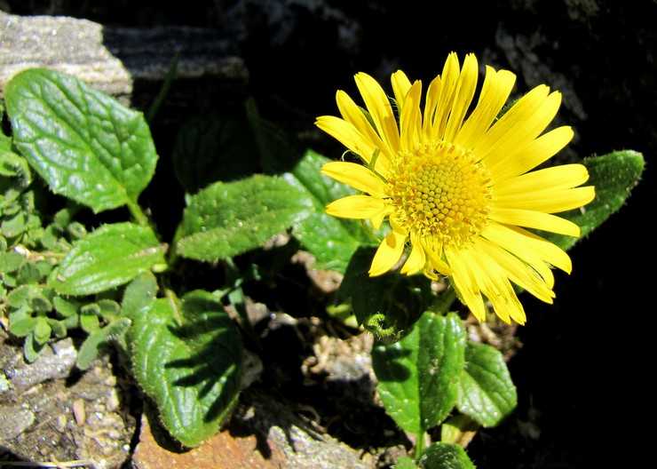 Пиретрум: фото цветка, посадка и уход в открытом грунте