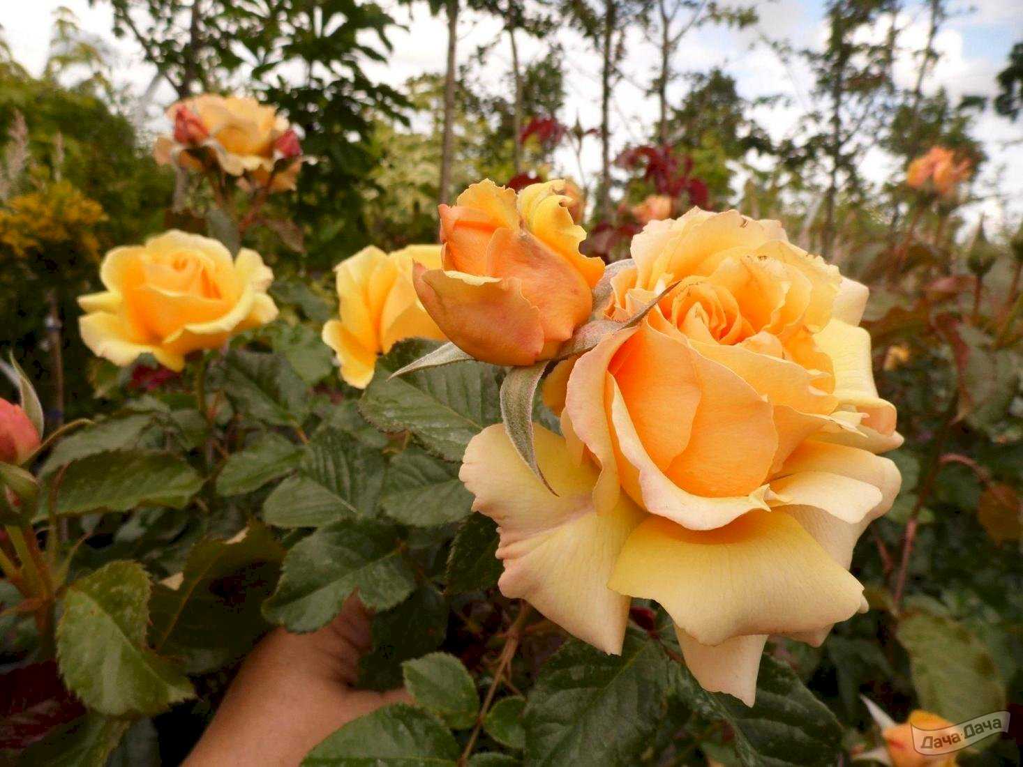 Роза Амбер Куин Amber Queen — описание современного сорта из рода обильноцветущих, как выглядит Посадка и выращивание кустового растения флорибунда, как ухаживать за розой чтобы она зацвела