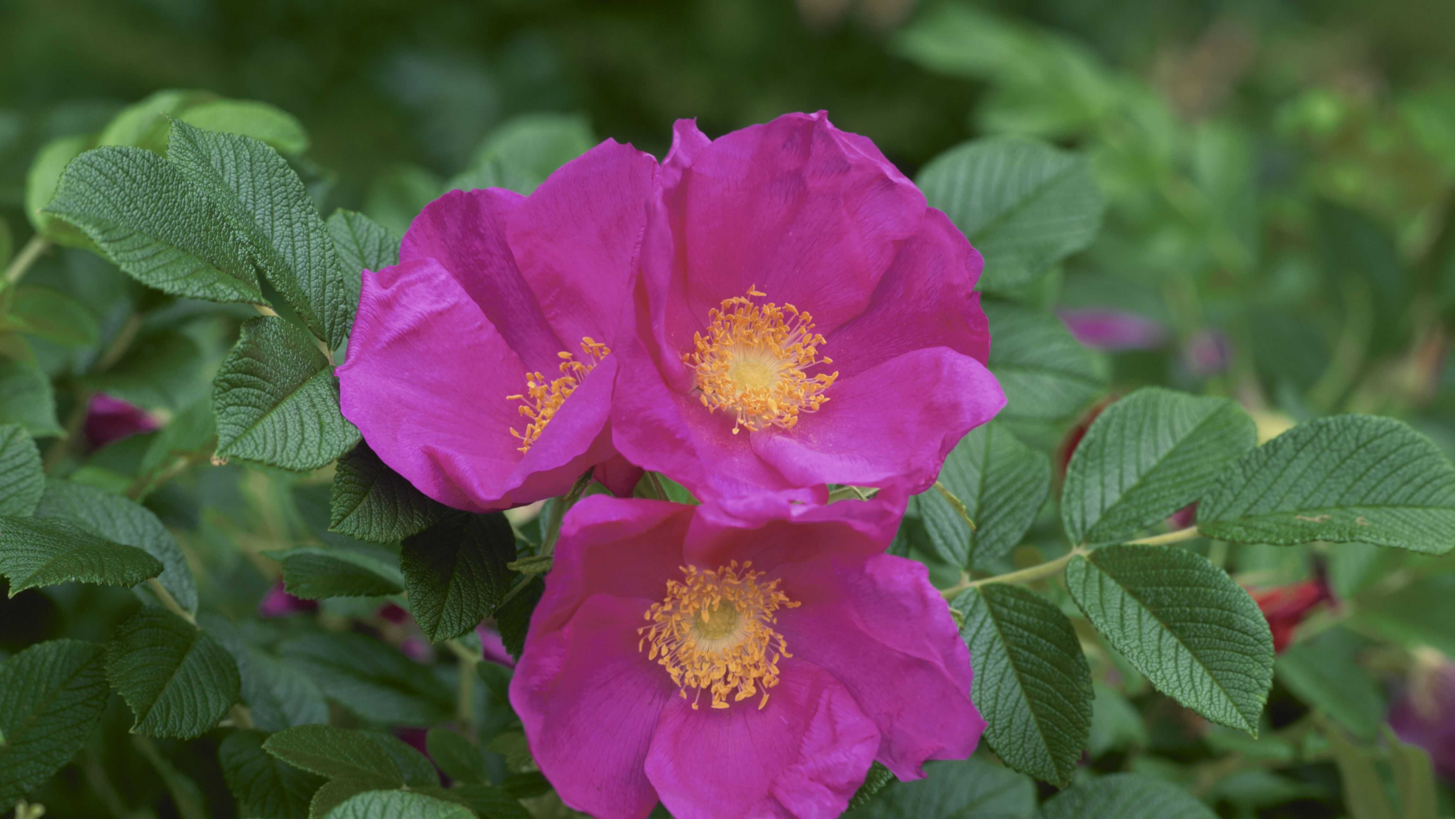 Роза ругоза: описание популярных сортов, красочные фото, размножение и использование в ландшафтном дизайне