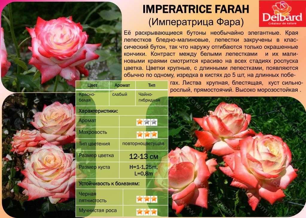 Роза императрица фарах: уход, описание сорта
