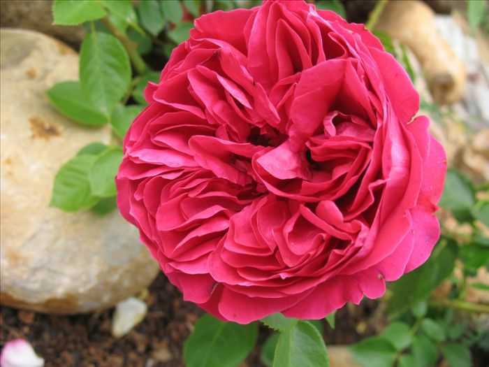 Роза эрик таберли (eric tabarly): фото, отзывы, описание, характеристики