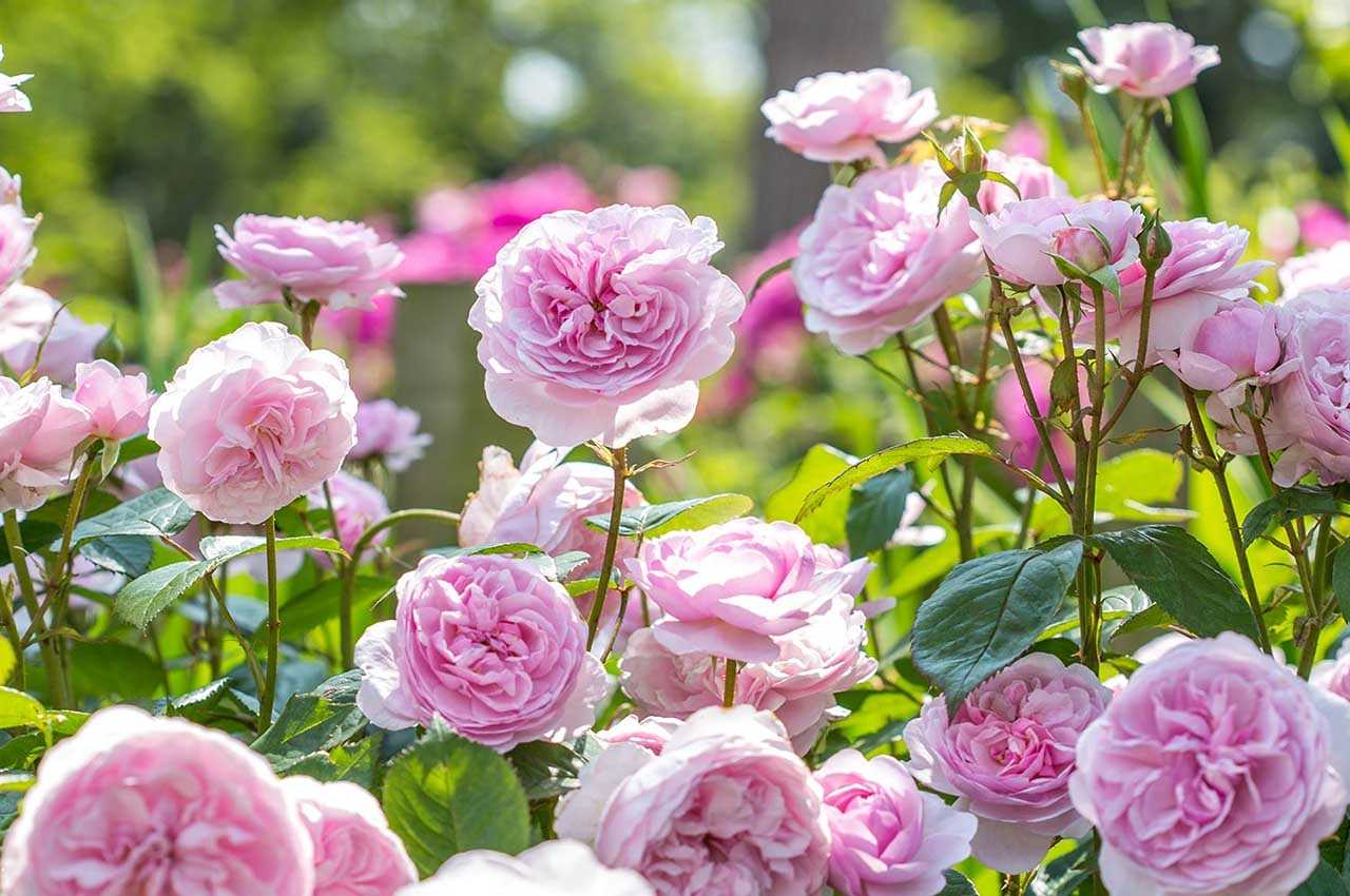 Кустовая пионовидная роза: что это за сорта цветка, как выглядят и называются