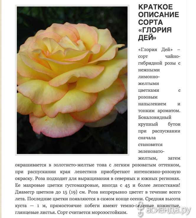 Миниатюрные розы: посадка и уход в открытом грунте, сорта, фото