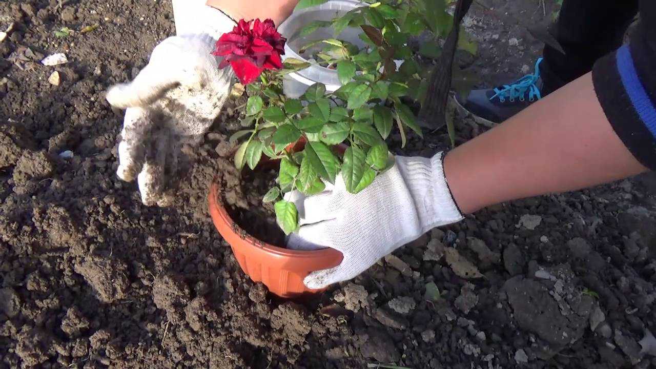 Как бороться с черными пятнами на листьях роз: черная пятнистость розы