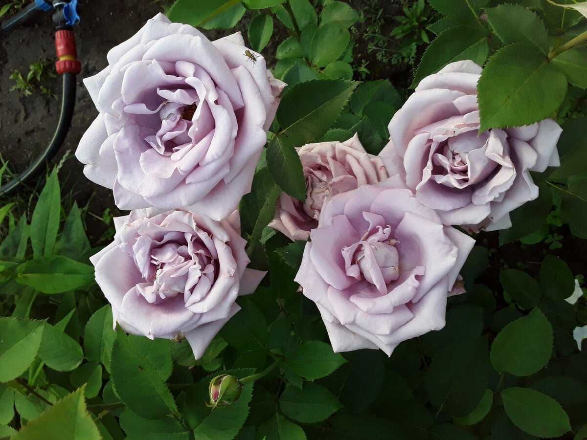 Плетистая роза индиголетта: фото, описание, условия выращивания