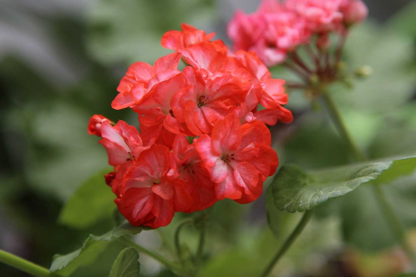 Описание растения пеларгония ингрид — как вырастить красивый цветок