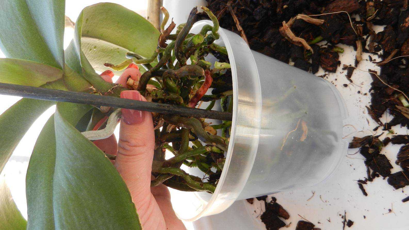 Гниль у орхидей – что делать и как вылечить растение