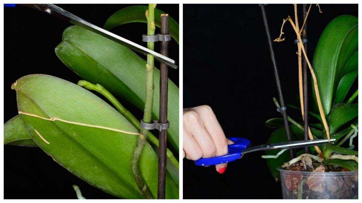Правильный уход за орхидеей во время цветения: тонкости, особенности, советы цветоводов