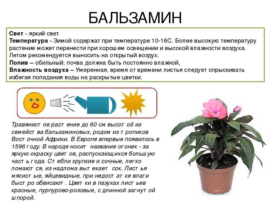 Как вырастить бальзамин из семян: пошаговая инструкция - sadovnikam.ru