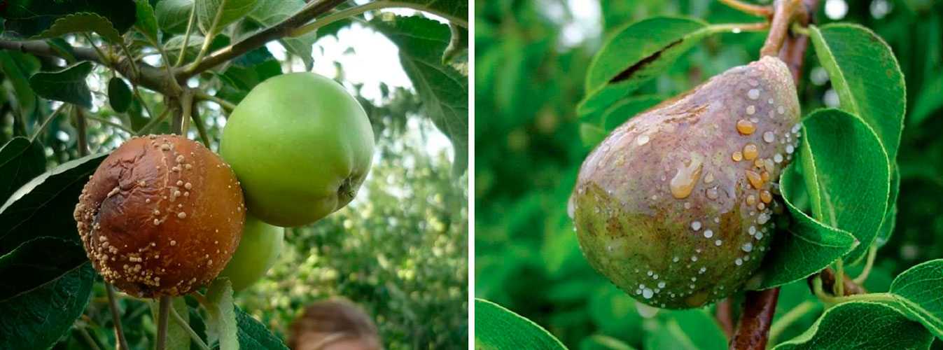 Почему сохнет вишня? как спасти вишни, миндаль, сливы и черешни от монилиального ожога?