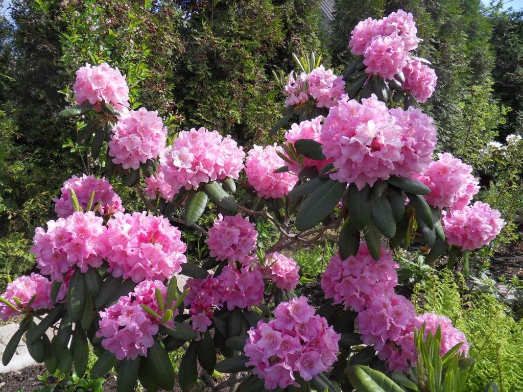 Рододендрон садовый: посадка и уход в открытом грунте