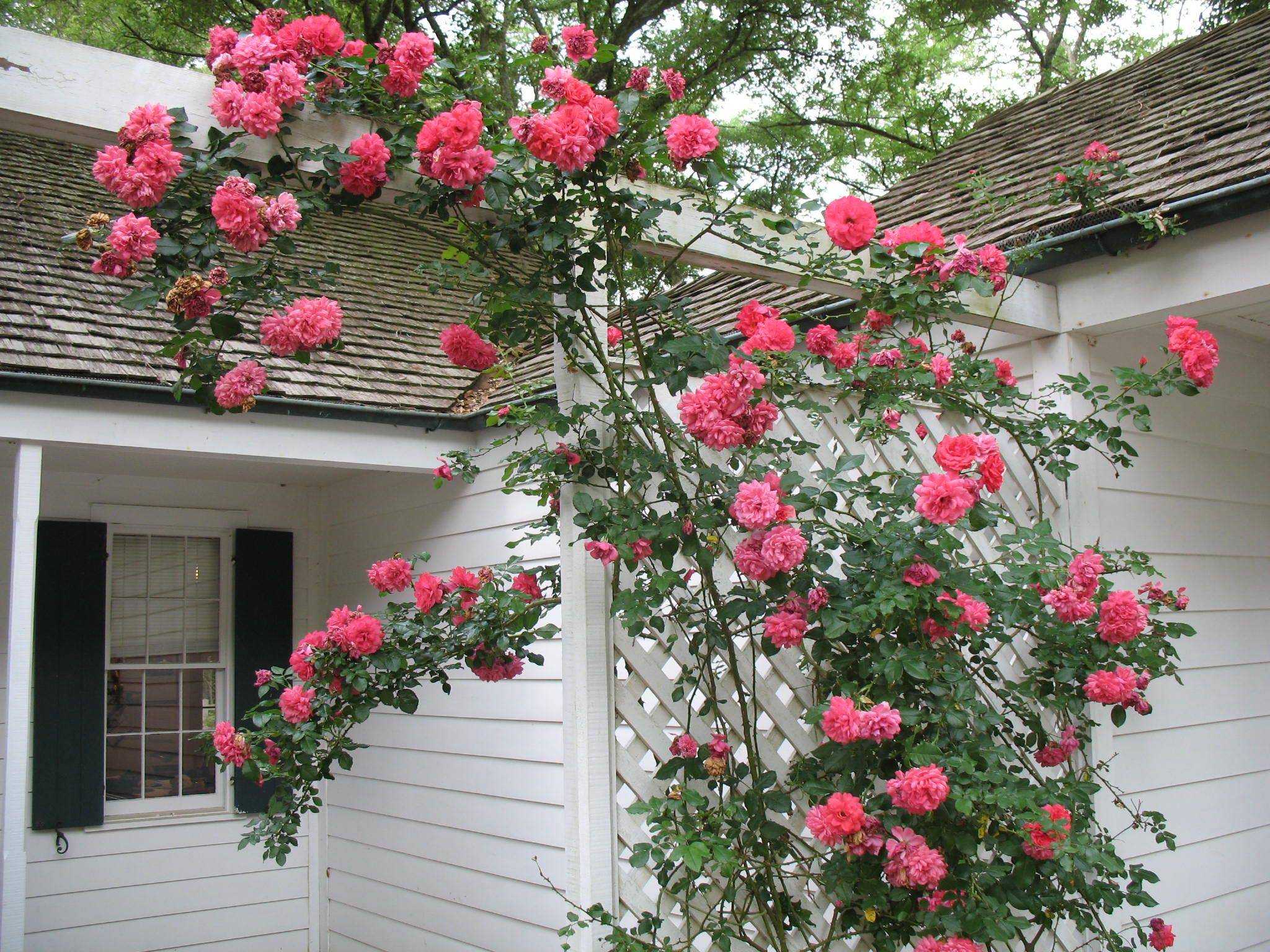 Розы клаймберы: топ-6 лучших сортов плетистых роз и особенности их выращивания | огородники