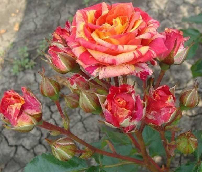 Роза кустовая фаерфокс
