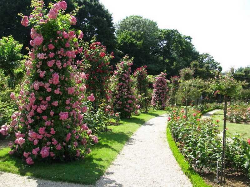 Создание розария в саду своими руками. выбор места на даче и сорта роз, подготовка участка. фото дизайна, видео