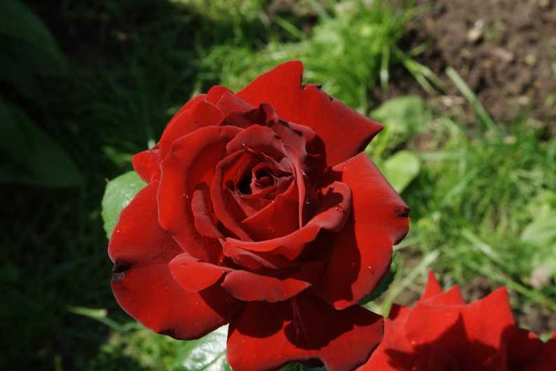✅ роза софи лорен отзывы. как вырастить розы «софи лорен»: лучшие советы