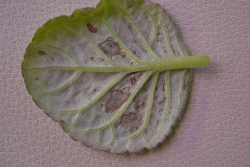 Глоксиния болезни листьев и лечение, а именно: почему появляются коричневые пятна, скручиваются, становятся сухими, бурыми, желтеют, что делать и фотодача эксперт