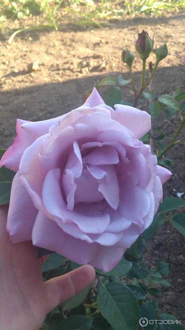 Роза чайно-гибридная голубой нил, описание, фото и условия выращивания