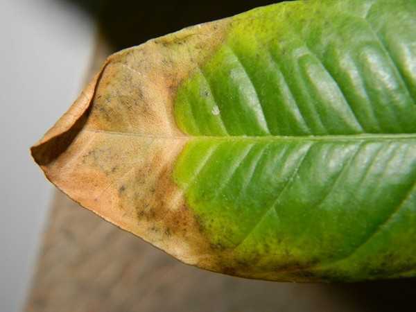 Почему сохнут листья у комнатных растений