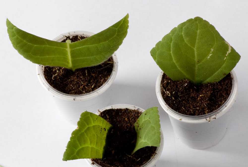 Размножение глоксинии из семян в домашних условиях: пошаговый рецепт с фото