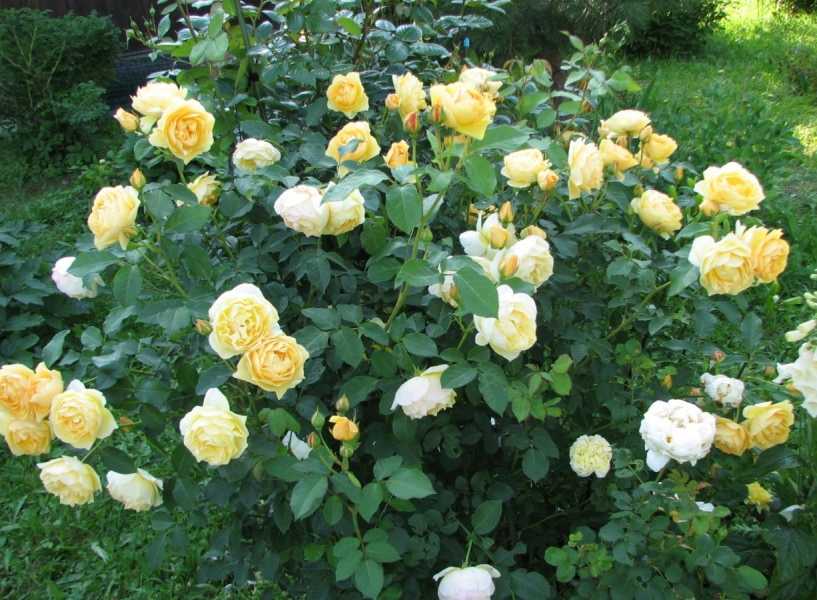 Роза голден селебрейшен: фото, описание и основные характеристики, отзывы