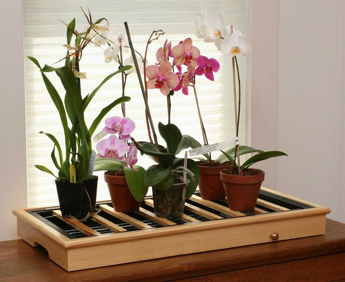 Орхидеи. правила ухода в домашних условиях, пересадка и болезни растения