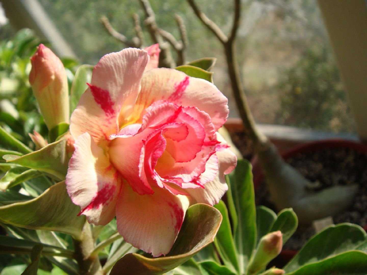 Адениум, или роза пустыни - самое красивое и неприхотливое растение для южн...