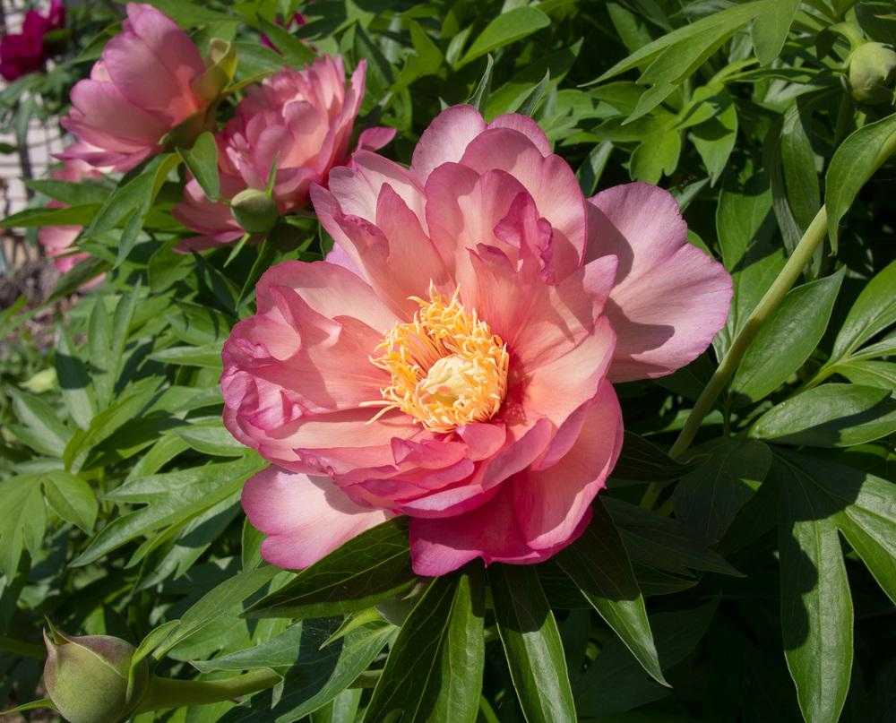 Пион джулия роуз (julia rose): описание, фото, отзывы